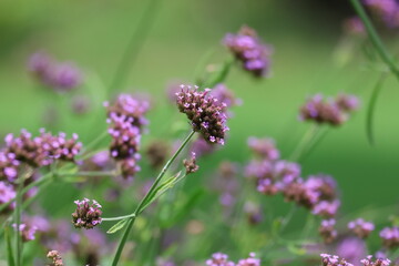 Blooming lavender and pink flowers blanket the field, showcasing nature's vibrant summer beauty