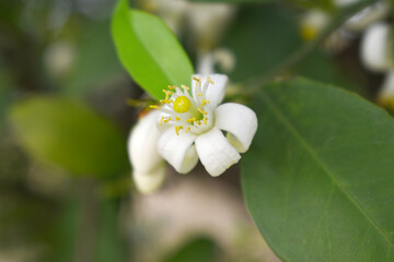 Blossoming orange tree flowers, orange blossoms, Spring harvest, closeup of Orange tree branches with flowers and leaves, buds and leaves, white little flower closeup, Chakwal, Punjab, Pakistan