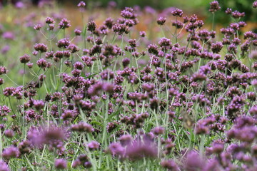 Blooming lavender and pink flowers blanket the field, showcasing nature's vibrant summer beauty