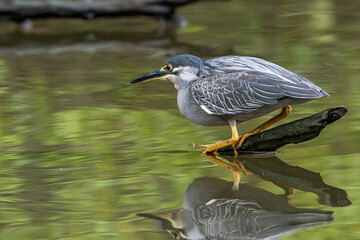 	
A heron waits on a tree branch waiting for a fish to pass by	
