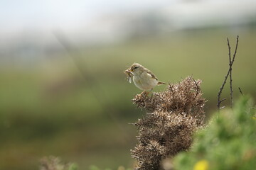 willow warbler (Phylloscopus trochilus) with insects for its young