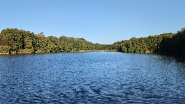 A lake lined by trees on a shoreline under the clear blue sky on a sunny day