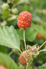 Natural food - fresh unripe blackberries in a garden. Bunch of unripe blackberry fruit, Rubus fruticosus - on branch with green leaves on a farm. Closeup, blurred background. Chakwal, Punjab, Pakistan
