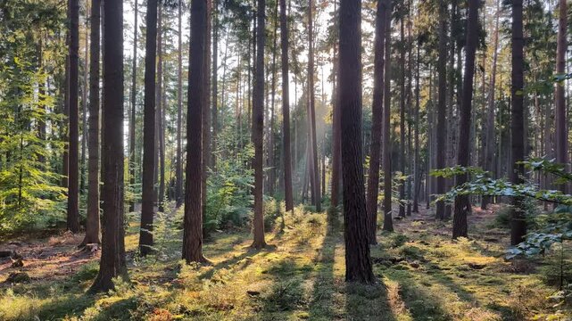 A forest with green growth carpetting the floor on a sunny day - a road cuts through the forest