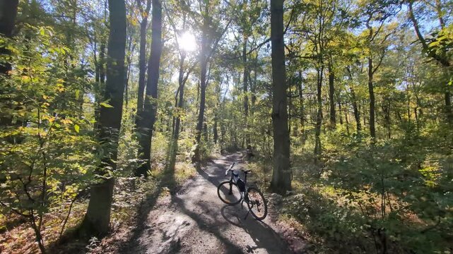 A road cuts through a forest as sun shines through the trees - a bike stands on the road, facing the way ahead