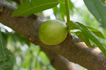 Fresh young unripe nectarine fruits on a tree branch with leaves closeup, A bunch of unripe...