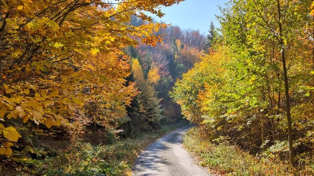 A road through a forest of colorful trees on a sunny fall day