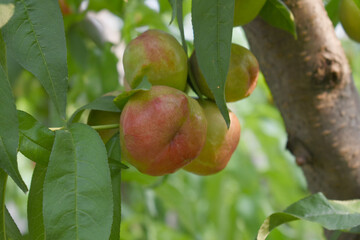 Fresh young unripe nectarine fruits on a tree branch with leaves closeup, A bunch of unripe...