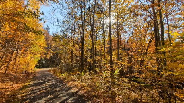 A road through a forest of colorful trees on a sunny fall day