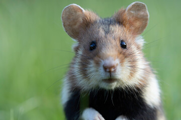 hamster in the grass
