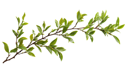 Lush green branch with leaves