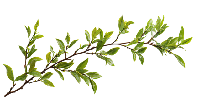 Lush green branch with leaves