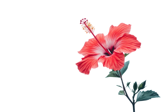 Vibrant hibiscus flower with delicate details