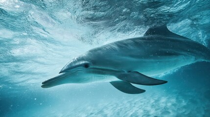 Naklejka premium Graceful dolphin swimming underwater.