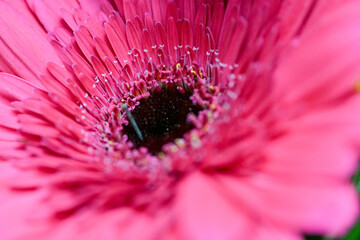  Extreme macro of a chrysanthemum’s center showing intricate pink and white petal formations and...