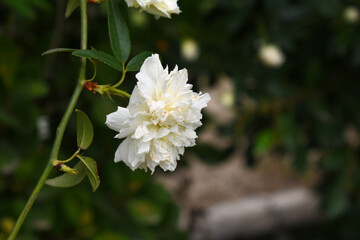 Rosa great maiden's blush white flower, Spring Flowering white Flower Heads on an Old English Rose...