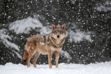 Naklejka premium Wolf stands peacefully in snowy forest