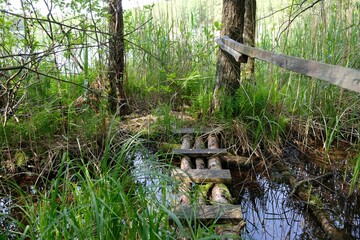 A destroyed wooden pier between the reeds by the lake