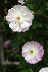 Rosa great maiden's blush white flower, Spring Flowering white Flower Heads on an Old English Rose (Rosa 'Great Maiden's Blush) with leaves, white double Alba rose Maiden's Blush flowers in a garden
