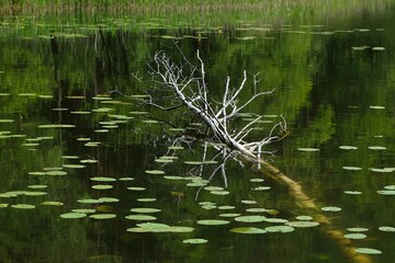 Submerged dry tree in water in lake or pond, with lily pads floating on water.