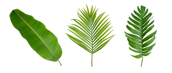 Banana, palm and monstera green leaf tropical plant isolated on white background clipart transparent PNG.