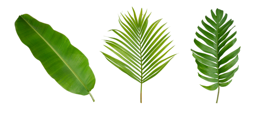 Banana, palm and monstera green leaf tropical plant isolated on white background clipart transparent PNG.