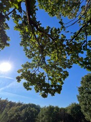 trees in the sky