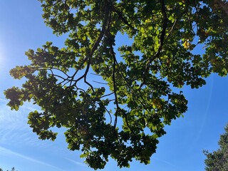 green leaves against blue sky