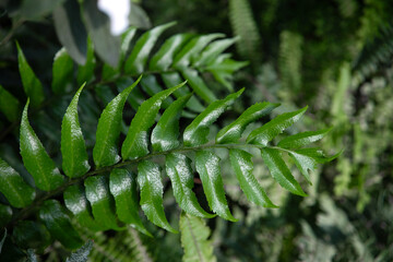 Close-up of Green Fern Leaves.