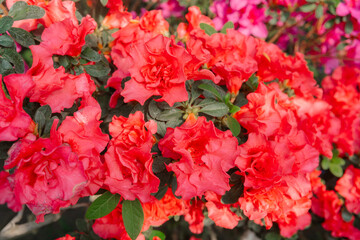 Vibrant  Azalea Flowers in a Greenhouse