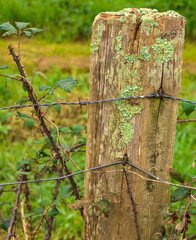 thorn wire in a fence