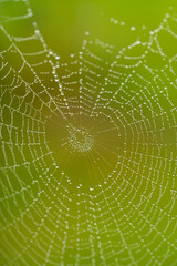 Spider web with dew drops on green background close-up