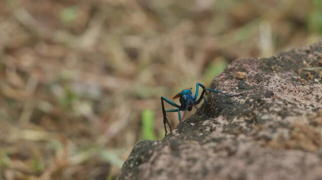 Spider wasp on rock searching for prey in natural habitat