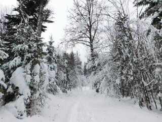 winter in bohemian forest