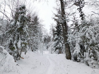 winter in bohemian forest