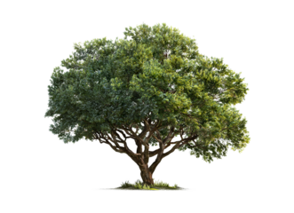 Verdant Splendor Tree