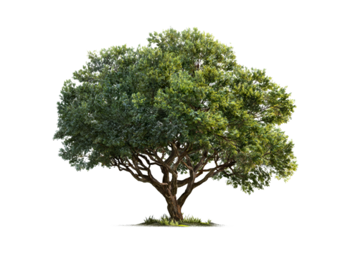 Verdant Splendor Tree