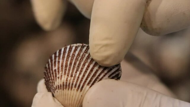 Sorting out the bearded cockle shells