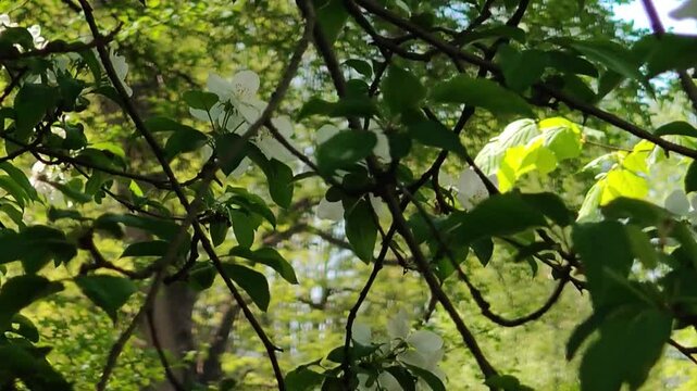 The apple tree branch has blossomed.