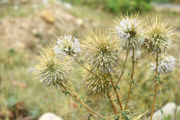 Obraz premium Echinops sphaerocephalus, Echinops sphaerocephalus known as Great Globe Thistle or Pale Globe Thistle, A summer plant in the wild in a meadow, Wild flower with thorns and spines bloomed