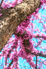 Cercis canadensis. Blossoming pink flowers on tree branches against a clear blue sky