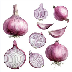 Set of watercolor red onion illustrations