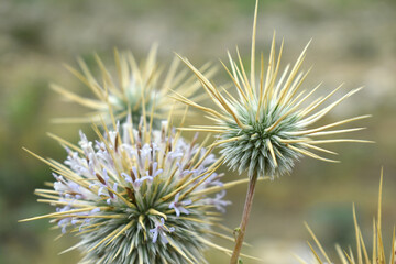 Fototapeta premium Echinops sphaerocephalus, Echinops sphaerocephalus known as Great Globe Thistle or Pale Globe Thistle, A summer plant in the wild in a meadow, Wild flower with thorns and spines bloomed