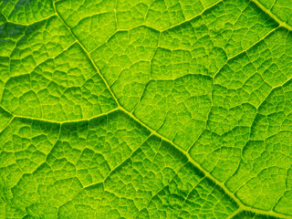 Green plant leaf texture background. Photosynthesis process. Fresh leaf texture or leaf background for design with copy space for text or image. Green world