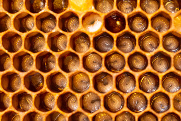 The honeycomb contains developing bee larvae.