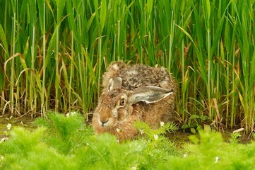 Wild Hare Hiding in Green Field Vegetation