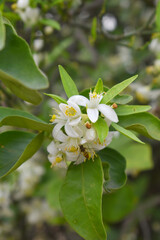 Blossoming orange tree flowers, orange blossoms, Spring harvest, closeup of Orange tree branches with flowers and leaves, buds and leaves, white little flower closeup, Chakwal, Punjab, Pakistan