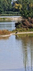 Obraz premium grey heron (Ardea cinerea) stands tall and motionless by the water's edge, waiting patiently to strike. With its long neck, sharp beak, and elegant wings, it moves with quiet precision through wetland
