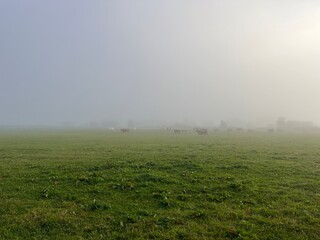 foggy morning in the field with cows