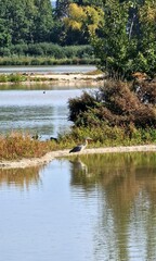 grey heron (Ardea cinerea) stands tall and motionless by the water's edge, waiting patiently to strike. With its long neck, sharp beak, and elegant wings, it moves with quiet precision through wetland